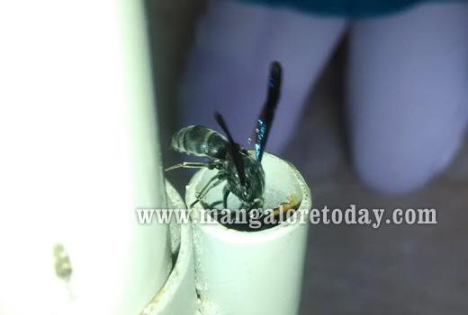 &lsquo;Assassin&rsquo; Wasp spotted in Mangaluru